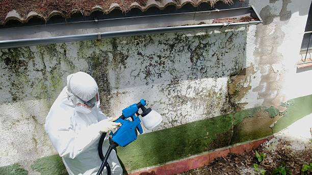 Top rated local Mold Remediation specialists in Woodbine, GA